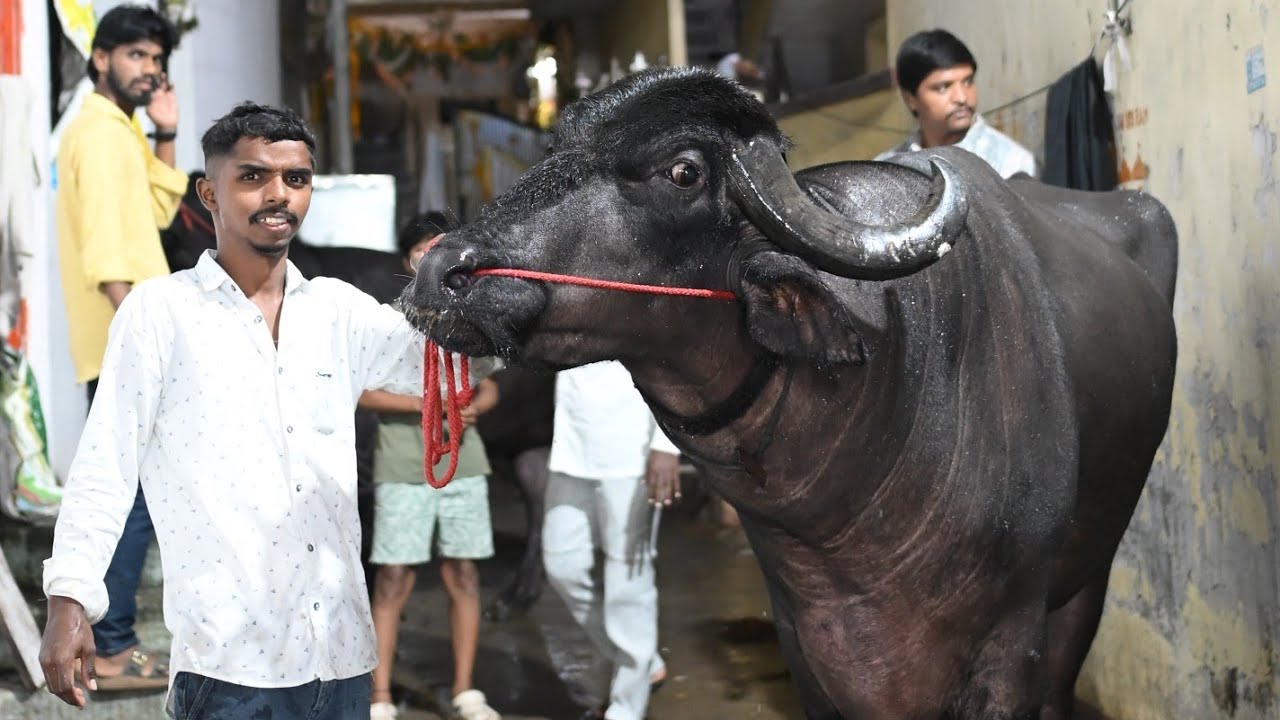 Rameshwaram family sadar 2025 ... 