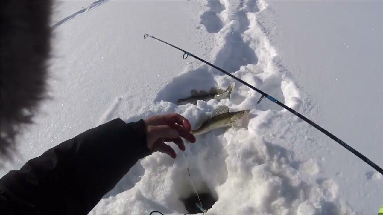 ПЕРВЫЕ ЗИМНИИ СУДАКИ В ТОМСКОЙ ОБЛ