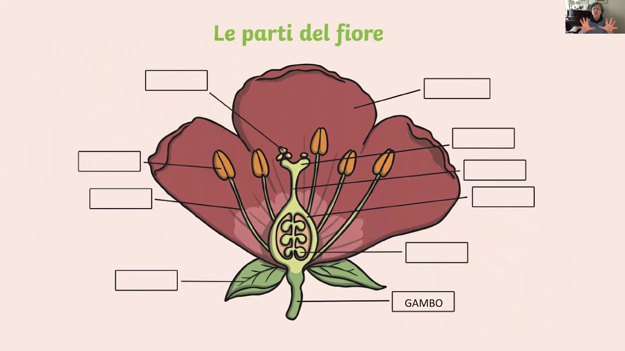 Dal fiore al frutto