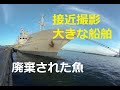 廃棄された魚と大きな船舶を接近撮影！Close-up shot of abandoned fish and a large ship! 　180度3DVR　oculus go！