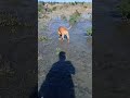 Morning Walks &amp; Mountain Views With My Dog 🐕