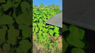 प्रकृति का तोहफा #fruitgarden #farmfresh #organicfarming #farmlife #villagelife #sukoon #greenliving