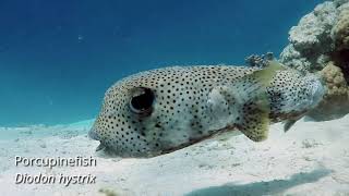 Porcupinefish, Diodon Hystrix
