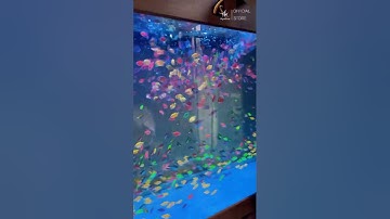 Bể Cá Cánh Buồm Nhiều Màu Đặc Sắc, Đẹp Mắt Cho Người Đam Mê Cá Cảnh #cácảnh #cacanhbuom