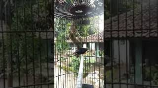 Download Lagu terapi murai batu macet malas bunyi Download Lagu terapi murai batu macet malas bunyi