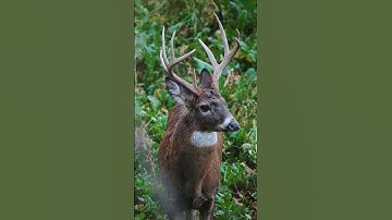 Bella Reed Tags Her First Bow Buck