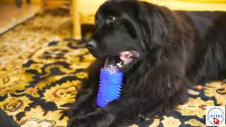 K9Coozie