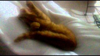 Cute Kitten Is Flexible I Can Kiss My Legs Even When Im Sleeping. Can You??