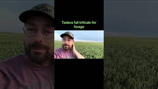 Tadeus fall triticale