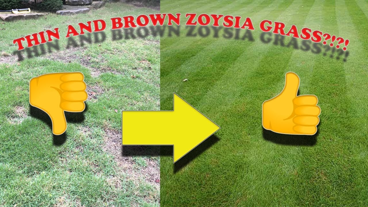 How to Improve Your Zoysia Grass | How to Fix a Crappy, Thin, and Brown Zoysia Lawn!!