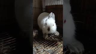 Kelinci Netherland Dwarf Si Kelinci Mini yang paling lucu #beternak #beternakkelinci #kelincimini