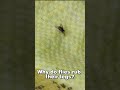 Rural Fragments | Why Do Flies Rub Their Legs? (It's Not What You Think)