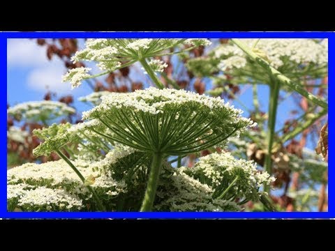 Schmerzen nach der Gartenarbeit Bärenklau kann Verbrennungen und