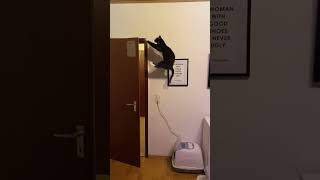 Jumping Ninja Cat in Action
