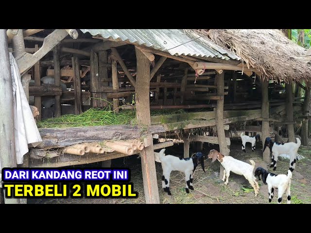 Cuma Modal 12 Indukan Mampu Beli 2 Unit Mobil class=