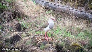 Andean Lapwing