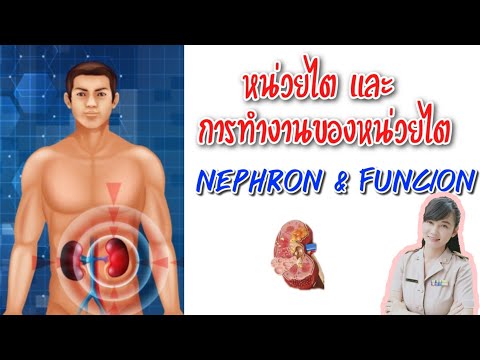 หน่วยไตและการทำงานของหน่วยไต | Nephron & function