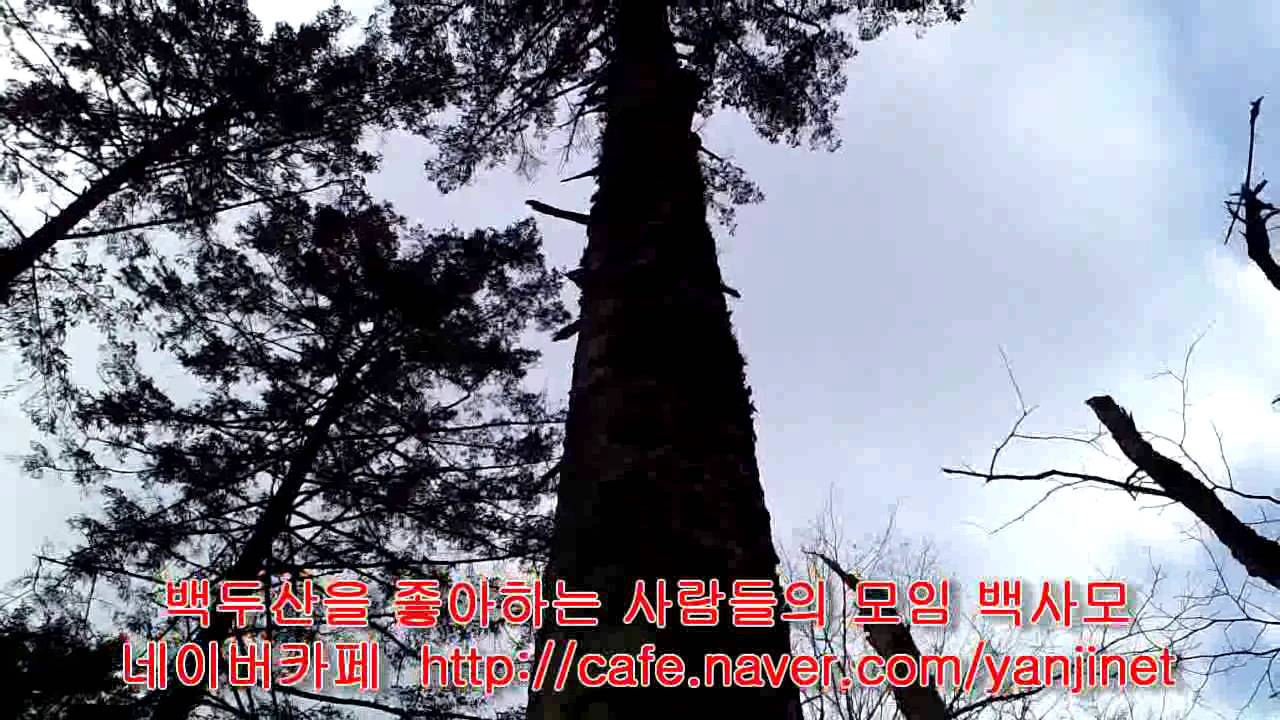산삼나라 소나무겨우살이 송라 겨울산행