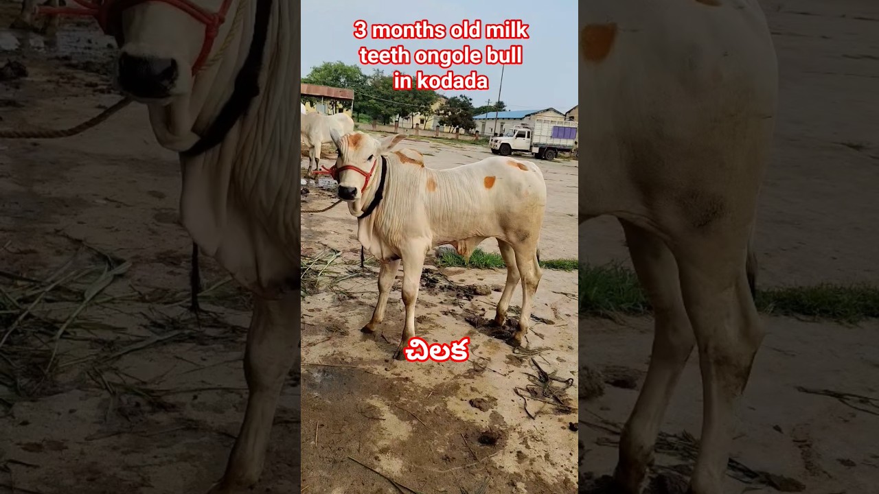 3 months old milk teeth ongole bull in kodada market 