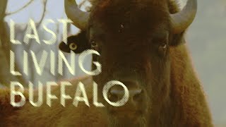 Buffalo - 'Til My Death