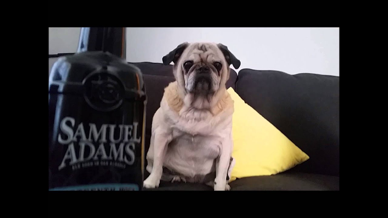 Type 1 Diabetes Problems with Rue the Pug YouTube