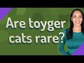 Are toyger cats rare? の動画、YouTube動画。