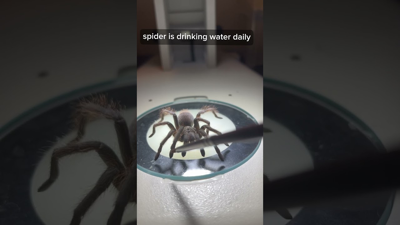 22 days later: zombie tarantula after wasp sting! 