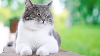 Healing Cat Lullaby Music - Deep Relaxing Music for Cats, Sleep Music, Anti-Anxiety Lullaby♬