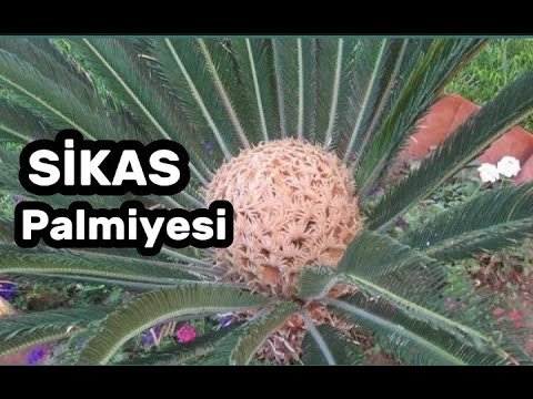 Video: Palmiye tohumları nasıl yayılır?