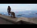 The barbary Apes, Rock of Gibraltar