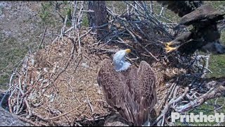 Celebrity SWFL Eagles ~ E22 Follows M15 Back To Nest & Claims A Big Breakfast Fish! 🐠  5.4.23 Net Worth