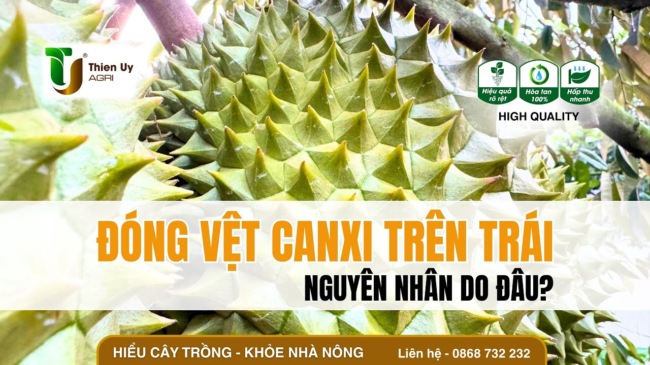 NGUYÊN NHÂN ĐÓNG VỆT CANXI TRÊN TRÁI SẦU RIÊNG - NÔNG NGHIỆP THIÊN UY