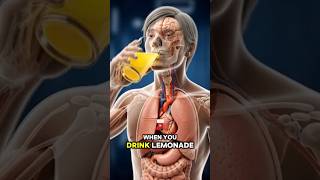 What Lemonade Does Inside Your Body 🍋 (3D Anatomy) #facts #usahealth #science