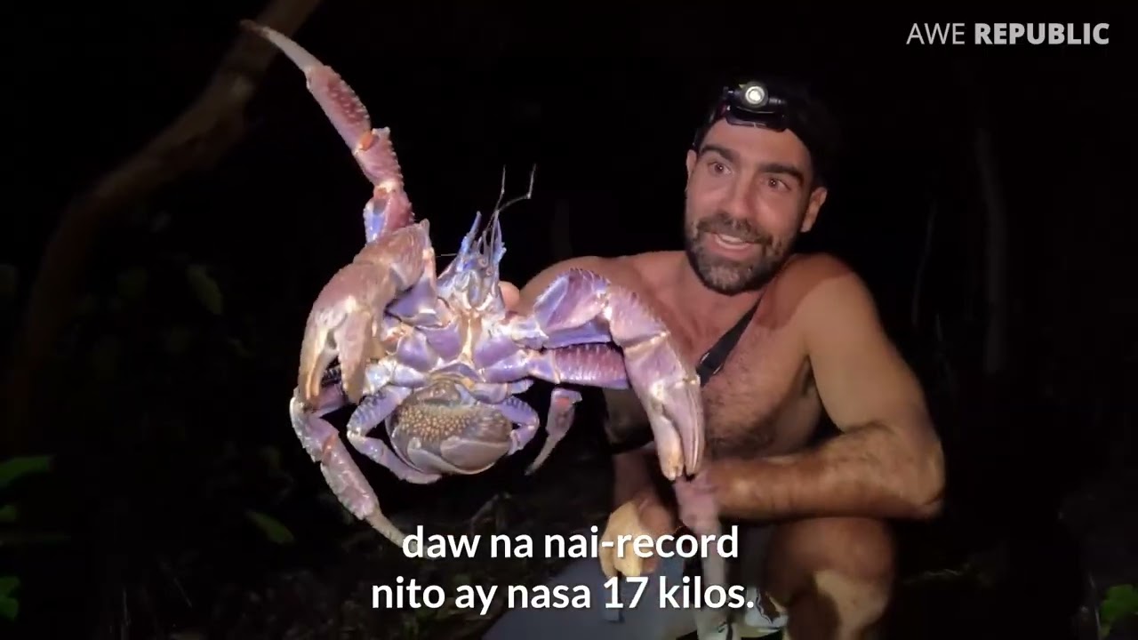 Grabe Ito raw ang pinakamalaking alimango sa lupa?