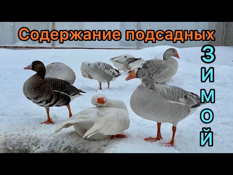 Содержание подсадных гусей и уток в зимний период.