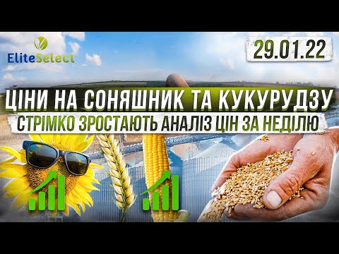 Ціни на Соняшник