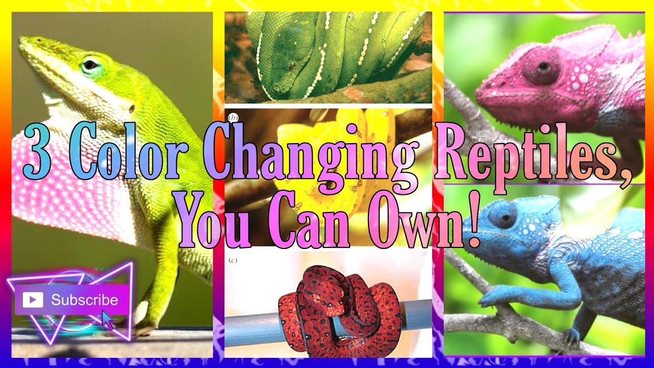 3 Color Changing Reptiles, You Can Own! - YouTube