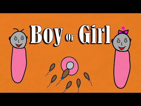 Video: Har mænd X- eller Y-kromosomer?
