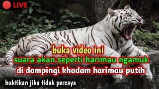 mantra dan musik untuk memanggil khodam harimau putih || musik relaksasi