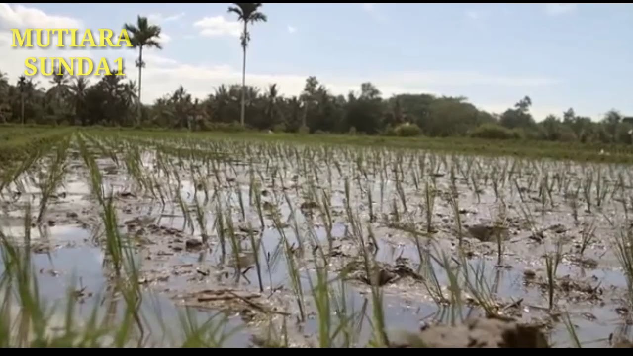 pepeling sunda padang mahsyar - YouTube