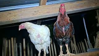 Morning Alarm Rooster Crowing Sound  Alarm Pagi Suara Ayam Jantan Berkokok ayam chicken