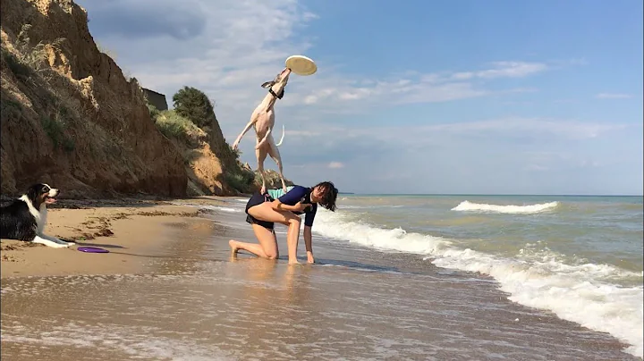 Rony the Whippet & Nicky the Aussie - frisbee tricks and stuff..