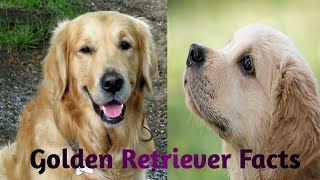 Golden retriever facts| Search and rescue dogs| Service dog breed shorts shortvideo Servicedogs