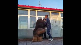 Тибетский Мастиф.Tibetan mastiff.