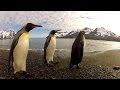GoPro: Penguin Dance-Off