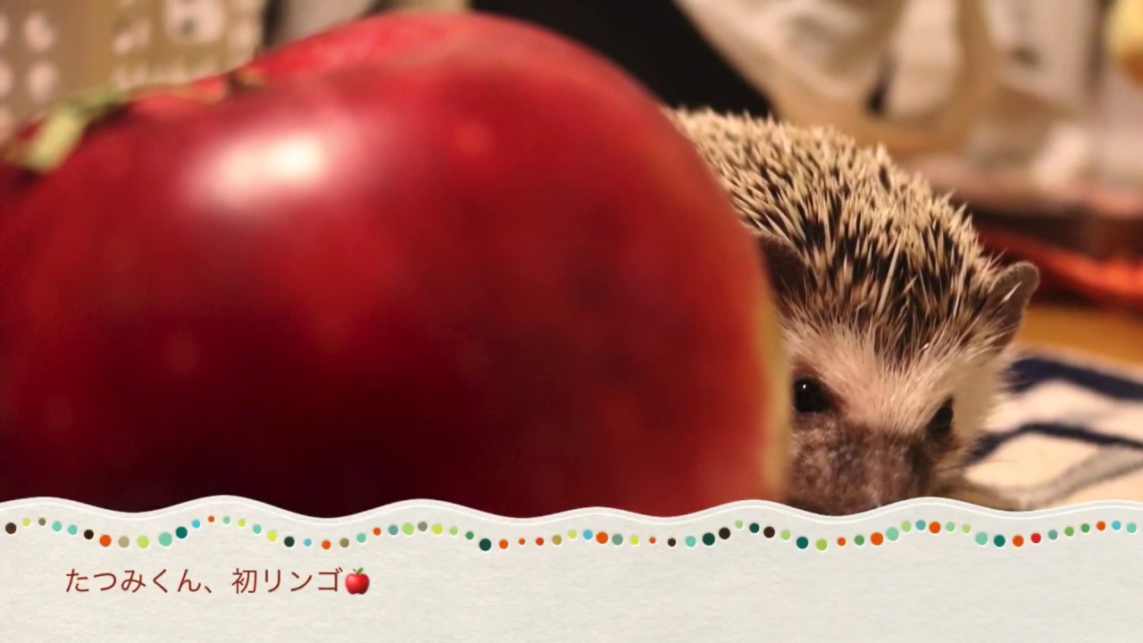 ハリネズミにリンゴ あげてみた ハリネズミのたつみくんリンゴと初めての出会い Youtube