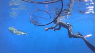 chasse sous marine dorade dans le bleu à la réunion