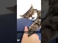 بس ياض Cat Catlover Funny Voiceover Hvoiceover بس ياض Cat Catlover Funny Voiceover Hvoiceover