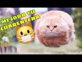 🤣 Animales Graciosos para Pasar la Cuarentena 🐱🐶 Compilación de Perros y Gatos en Cuarentena