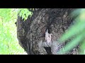 Hornbill chicks leaving nest
